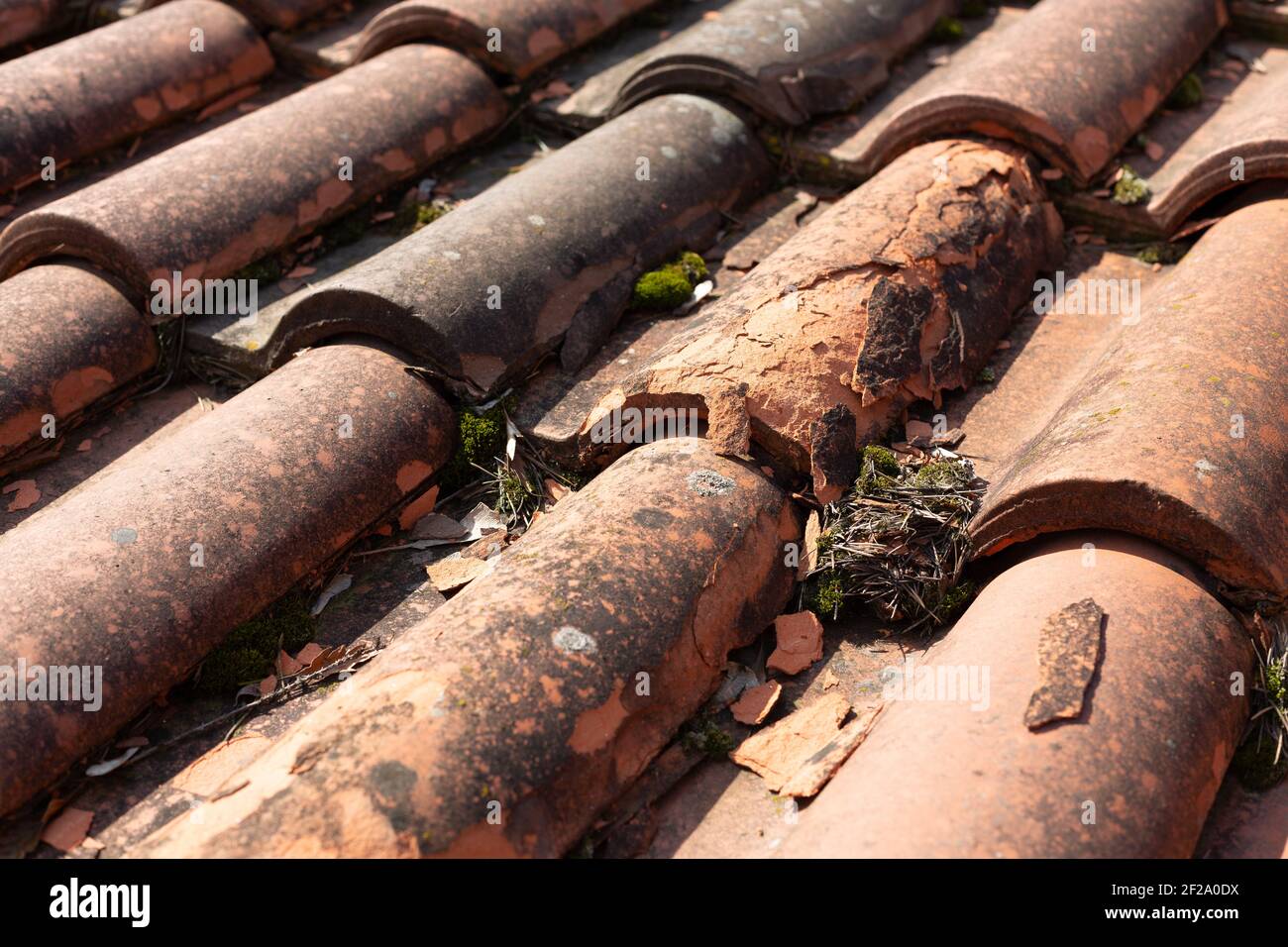 Piastrelle di terracotta con immondizia, aghi di pino, muschio Foto Stock
