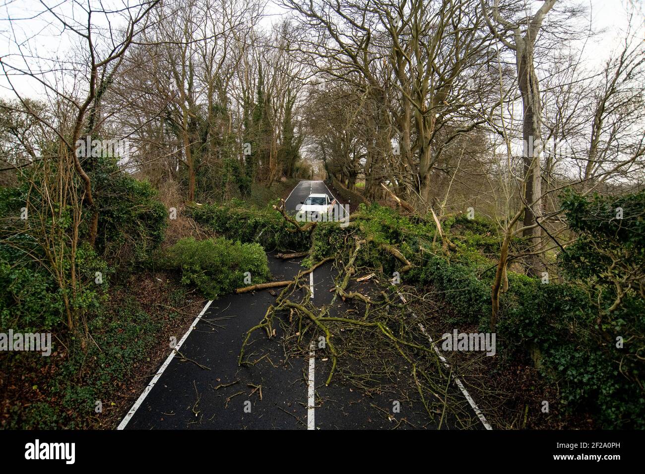 Un albero caduto blocca la strada sulla collina di Bannerdown vicino a Bath nel Somerset mentre i venti forti e la pioggia colpiscono l'Inghilterra e il Galles durante la notte. Foto Stock