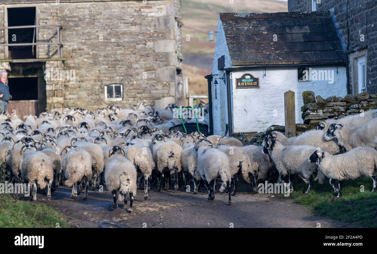 Raccolta di pecore a Ravenseat, una fattoria isolata collina, coltivata da Clive e Amanda Owen. North Yorkshire, Regno Unito. Foto Stock