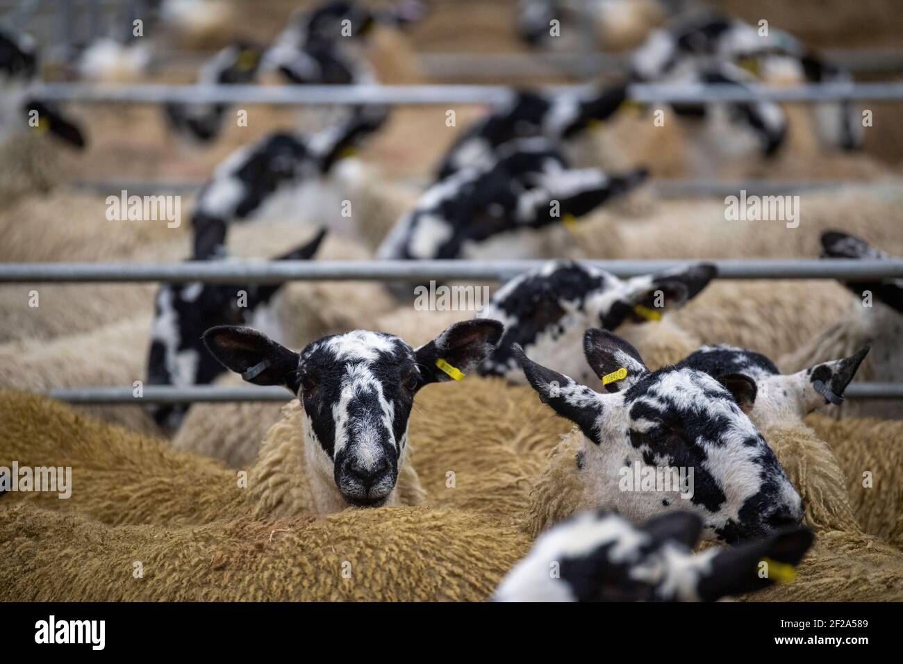 Inghilterra del nord agnelli di Mule Gimmer ad una vendita nel Nord dell'Inghilterra, Regno Unito. Foto Stock