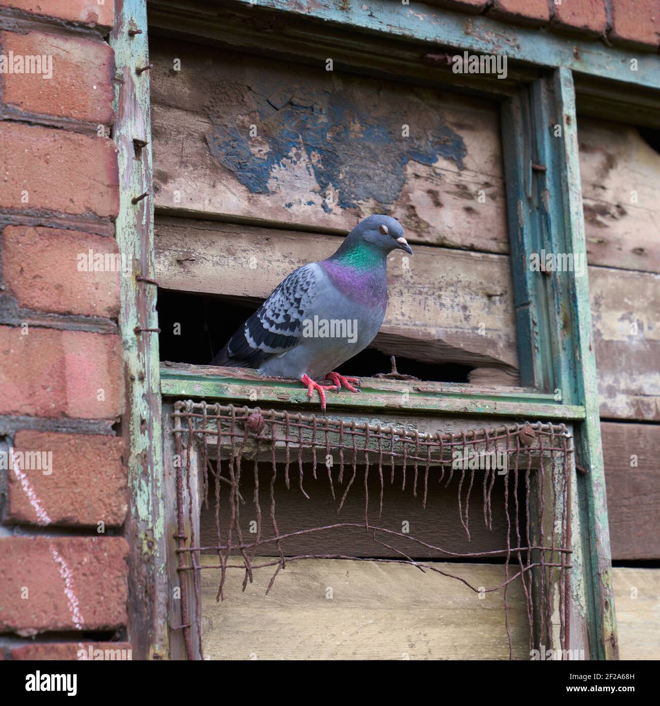 Pigeon sedette su una finestra industriale rotta nel cuore di Centro di Manchester Foto Stock