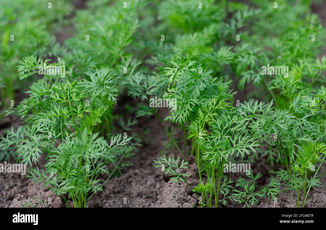 Carote che crescono in un giardino di casa. Giovani piantine di carote che crescono su un letto di fattoria. Concetto di agricoltura biologica. Messa a fuoco selettiva. Foto Stock