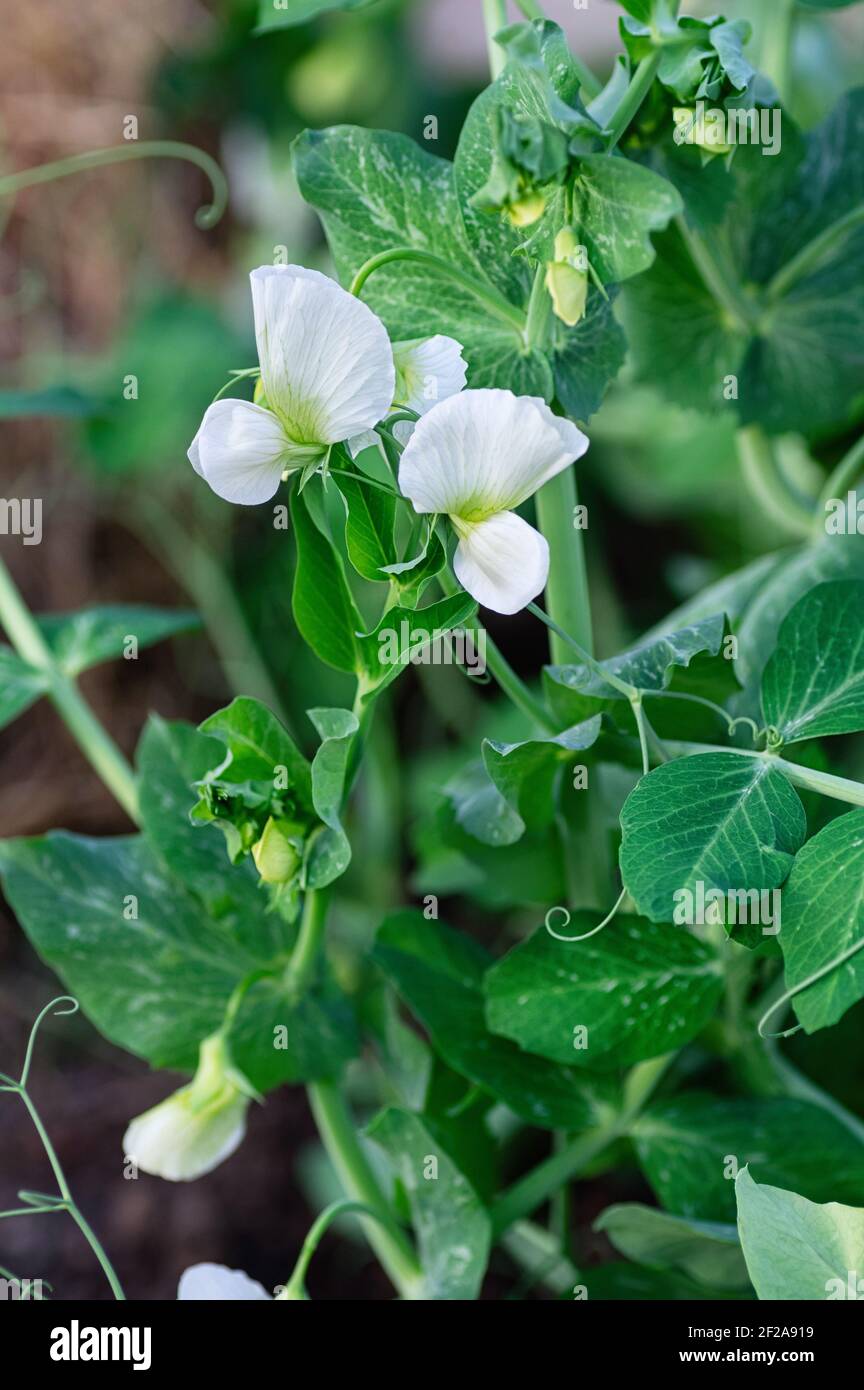 Giovani germogli e fiori di piselli verdi. Ramificazione con foglie e fiori. Primo piano. Ritaglio verticale. Foto Stock