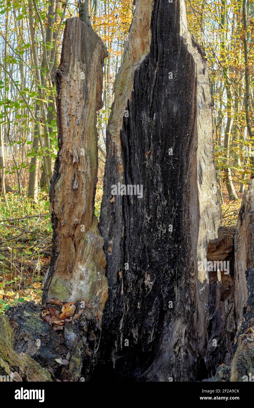 Frammenti di un faggio colpito da un fulmine Foto Stock