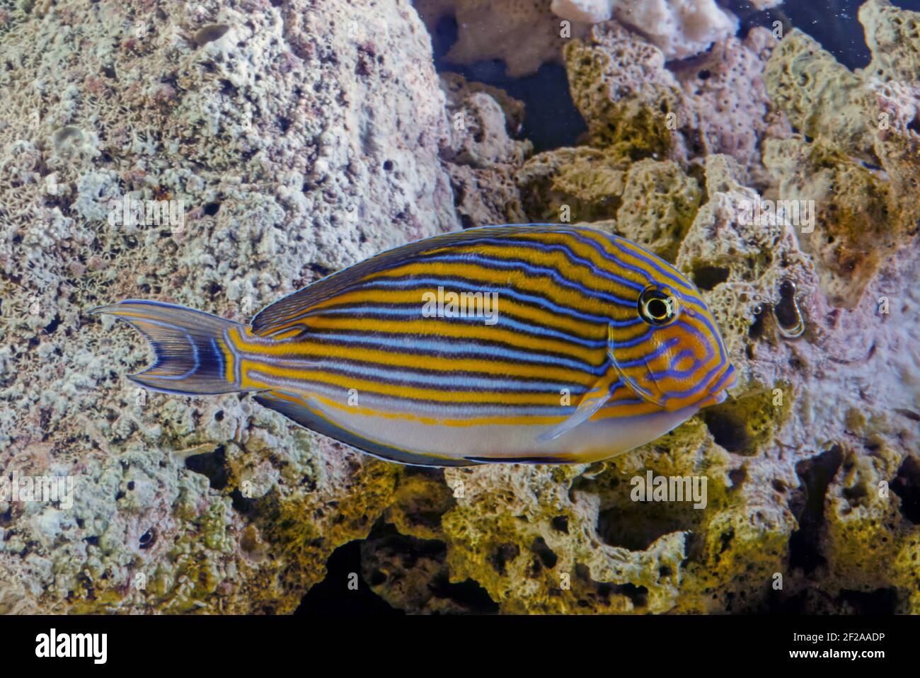 Acanthurus lineatus, pesce di mare, è un membro della famiglia Acanthuridae. Altri nomi comuni includono il surgeonf con bande blu Foto Stock