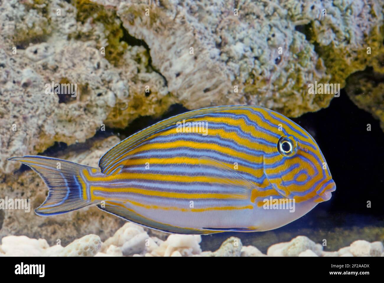 Acanthurus lineatus, pesce di mare, è un membro della famiglia Acanthuridae. Altri nomi comuni includono il surgeonf con bande blu Foto Stock
