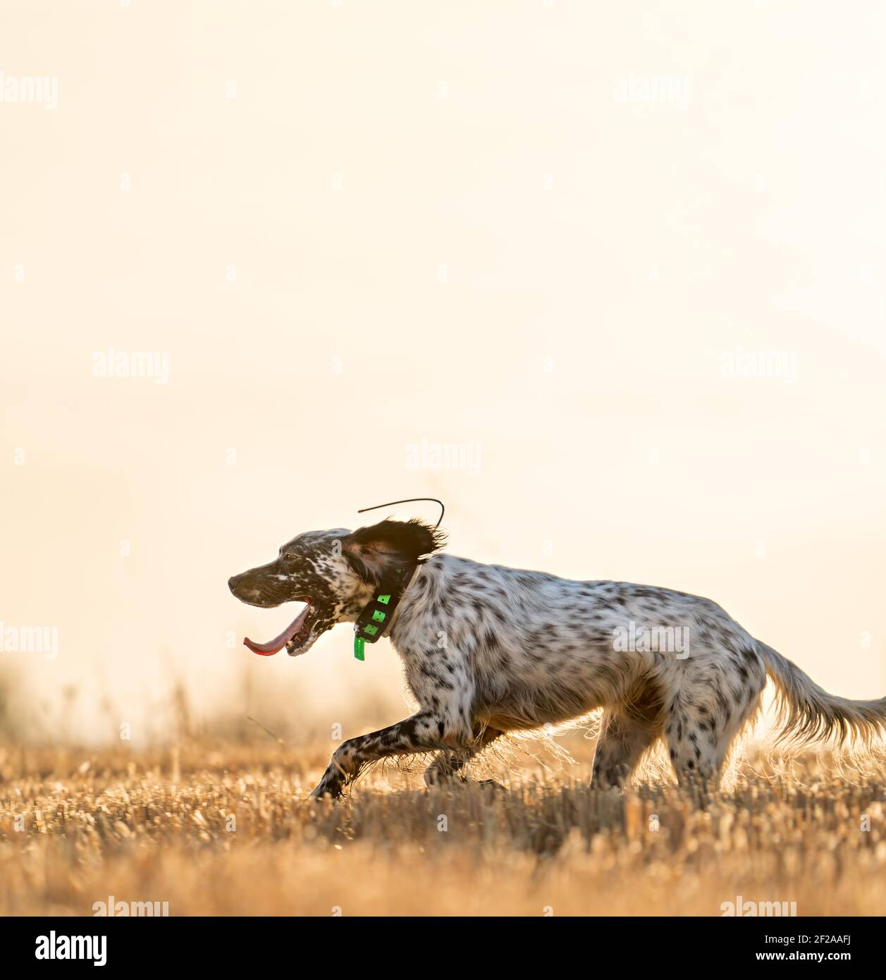 Puntatore pedigree cane che salta su campo di grano con cielo chiaro Foto Stock