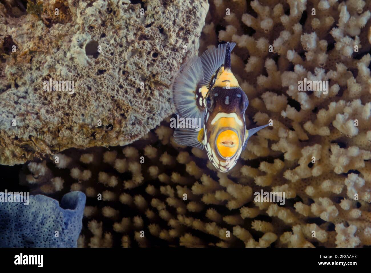 Il pesce trignolo (Balistoides cospicillum), noto anche come pesce trignolo bigspottato, è un pesce marino demersale appartenente alla famiglia Balistid Foto Stock