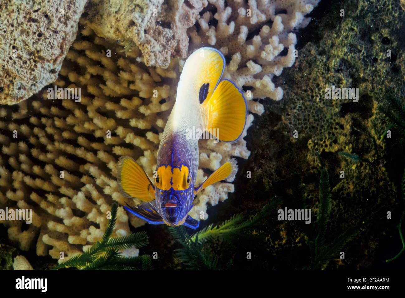 Pomacanthus xanthometopon è un pesce marino alettato a raggi, un pesce angelo marino appartenente alla famiglia dei Pomacanthidae, che si trova in zone poco profonde dell'Indo-PAC Foto Stock