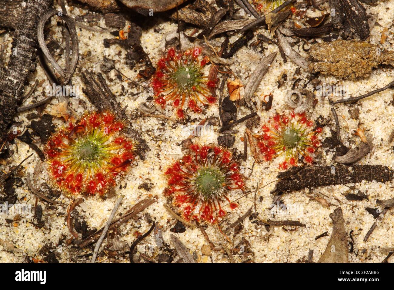 Drosera sargentii con foglie rosse appiccicose in sabbia bianca, habitat naturale nei pressi di Hopetoun, Australia occidentale Foto Stock