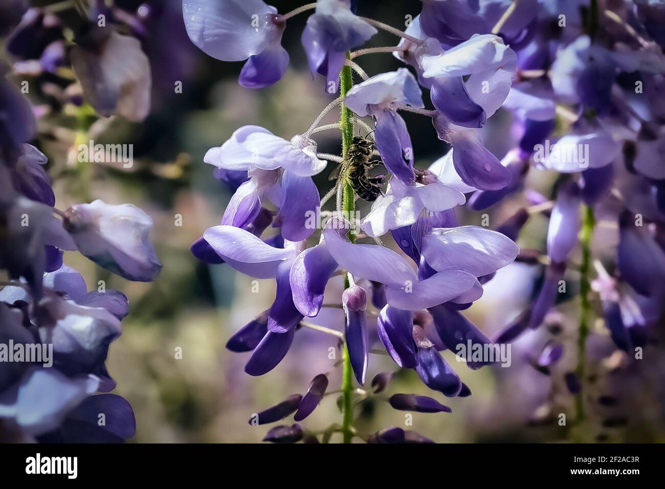 Gli antofili, comunemente noti come api, sono una clade di insetti ipenopterani, senza ubicazione in categoria tassonomica, all'interno della superfamiglia Apoidea Foto Stock