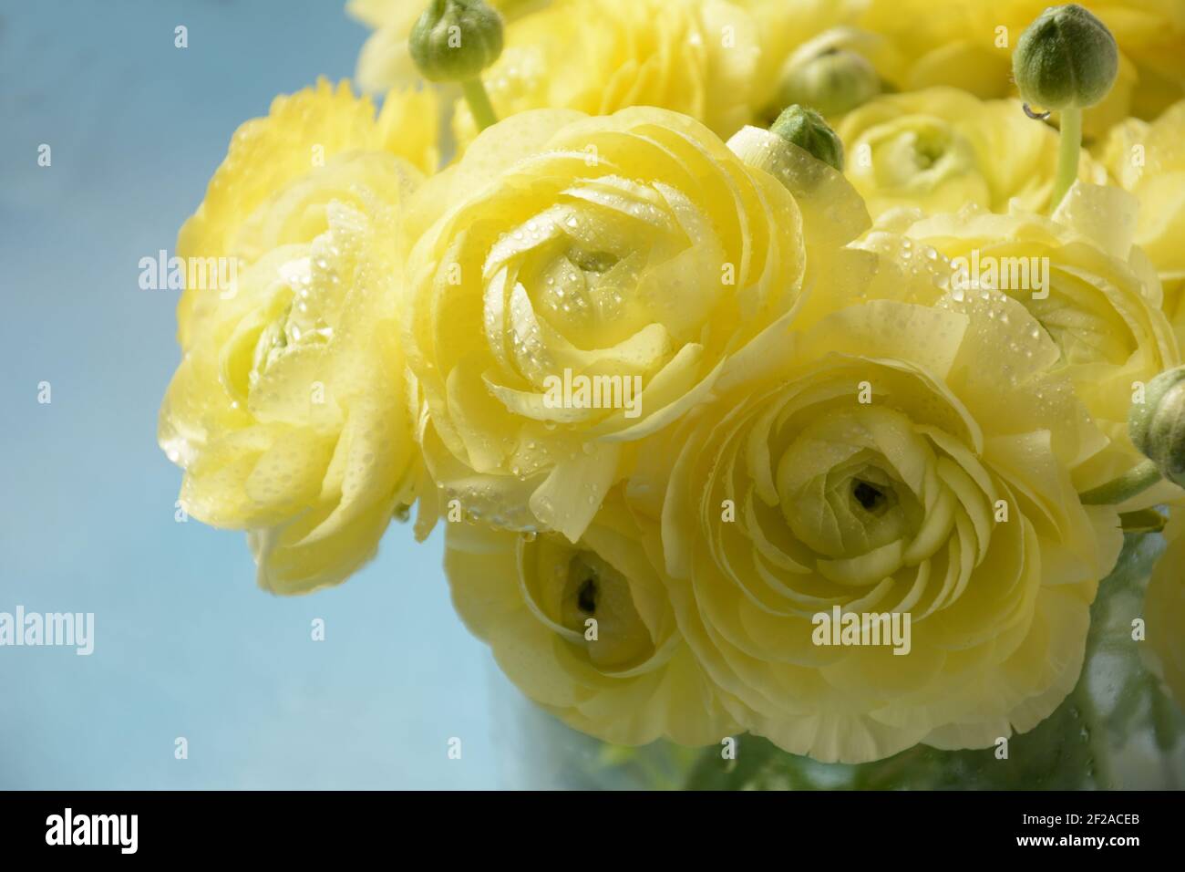 Ranunculus asiaticus o Persiano buttercup oro colore fiore, macro. Pasqua sfondo fiorito giallo. Colore giallo luminoso alla moda Foto Stock