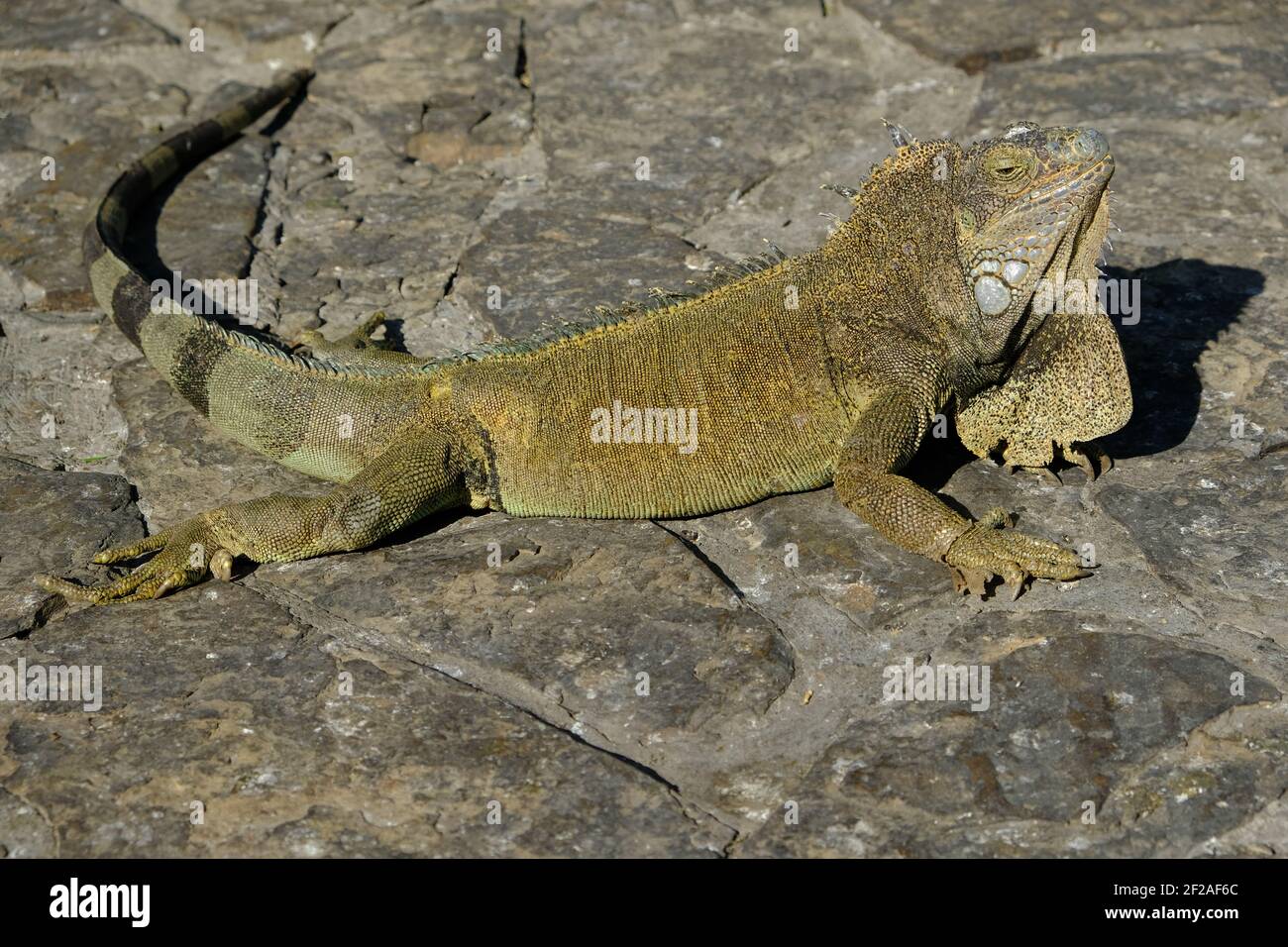 Ecuador Guayaquil - Parque Seminario con enorme iguana Foto Stock