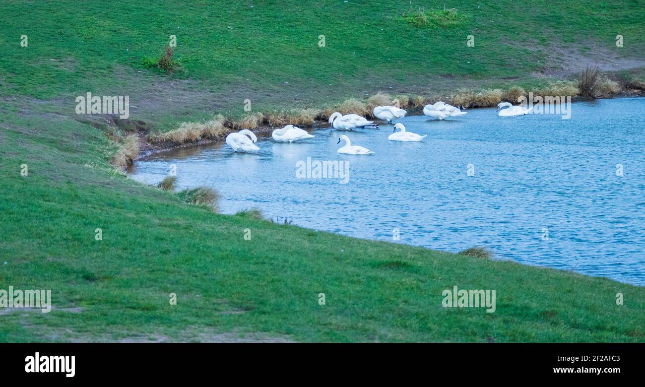 Famiglia di Mute Swans che riparano dai venti della forza di Gale sul lago al parco di Gunners a Shoeburyness, Essex Foto Stock