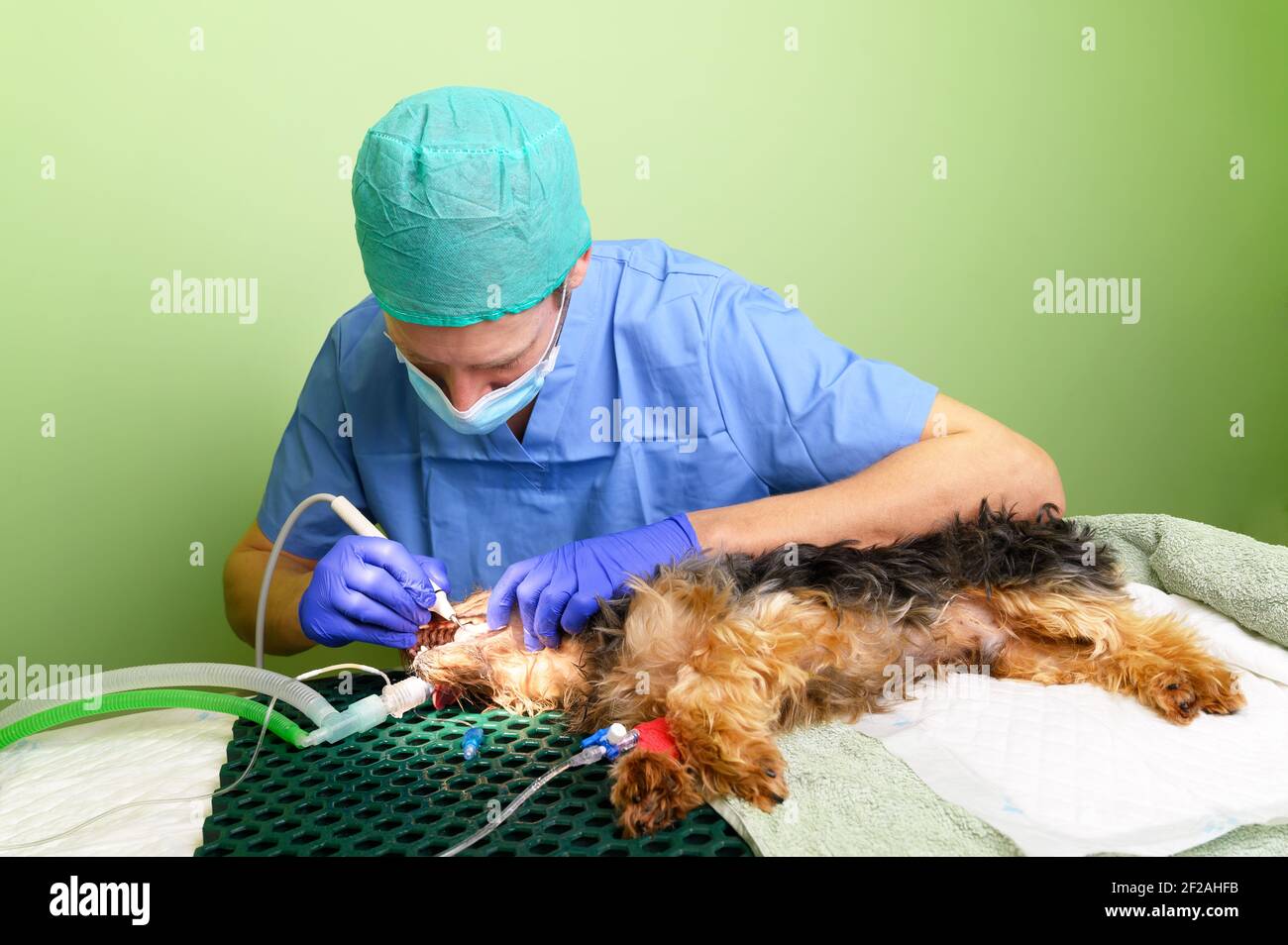 Odontoiatria veterinaria. Il veterinario del chirurgo dentista tratta e rimuove il tartaro dai denti di un cane sotto anestesia sul tavolo operatorio in una clinica veterinaria. Foto di alta qualità Foto Stock