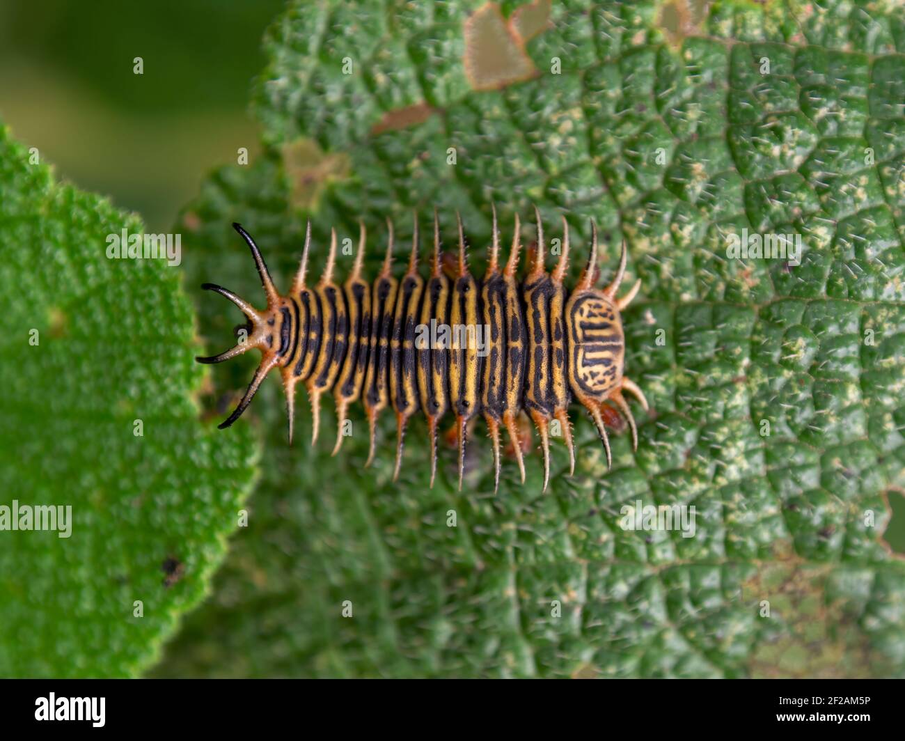 Macro fotografia di una larva di un coleottero tartaruga su una foglia, catturata in un giardino vicino alla città coloniale di Villa de Leyva, Colombia. Foto Stock