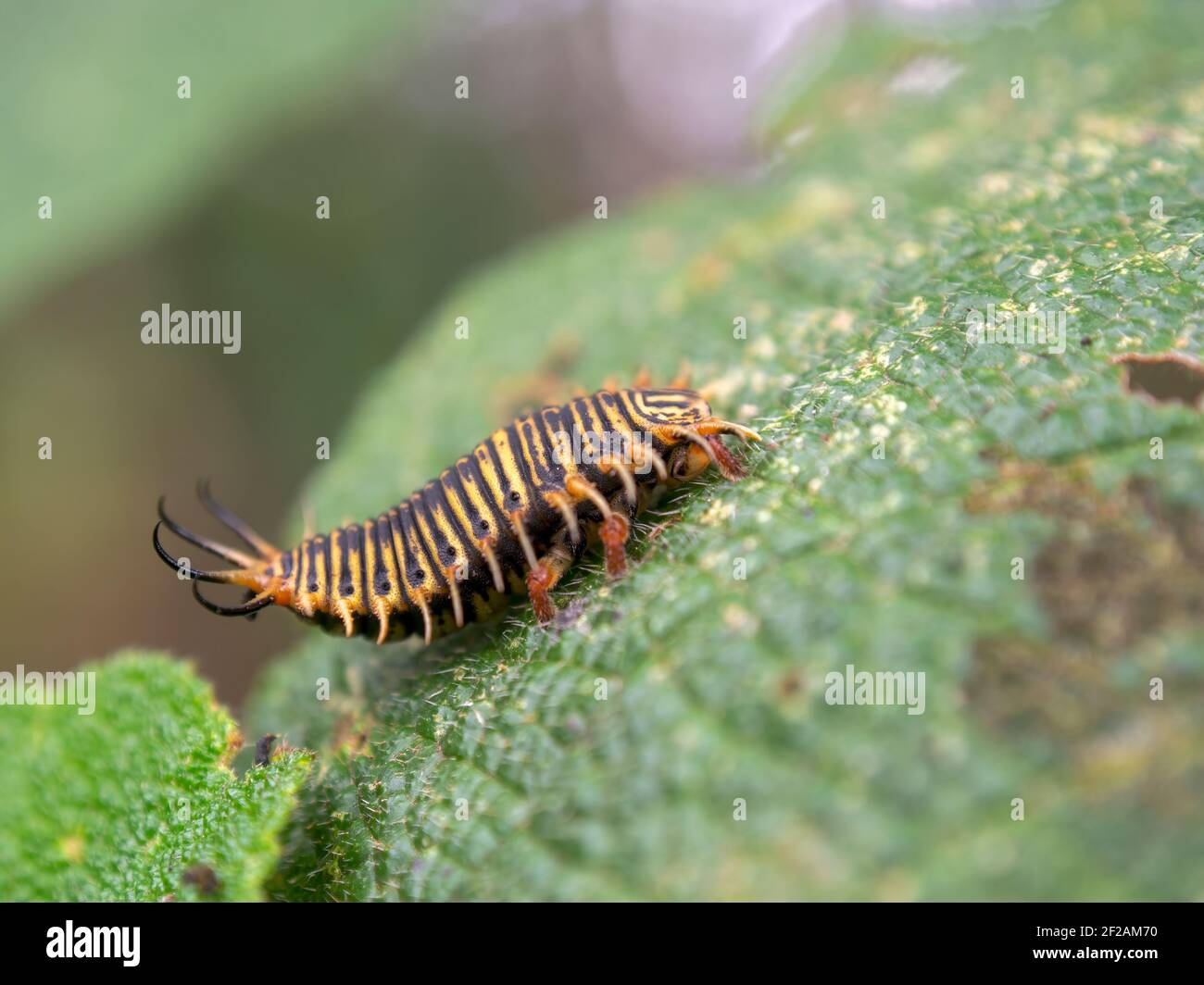 Macro fotografia di una larva di un coleottero tartaruga su una foglia, catturata in un giardino vicino alla città coloniale di Villa de Leyva, Colombia. Foto Stock