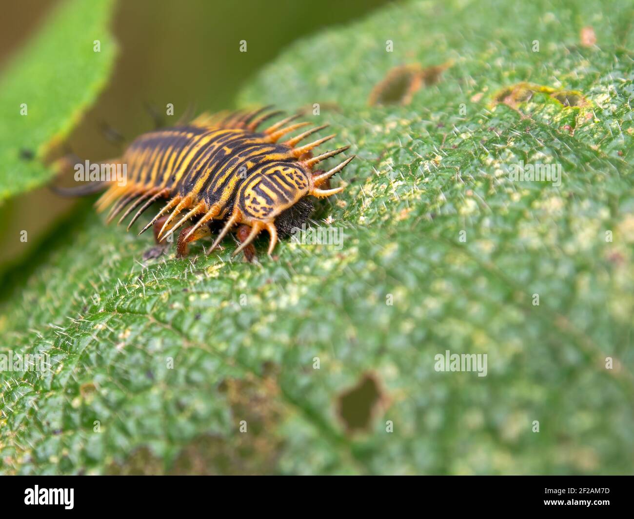 Macro fotografia di una larva di un coleottero tartaruga su una foglia, catturata in un giardino vicino alla città coloniale di Villa de Leyva, Colombia. Foto Stock