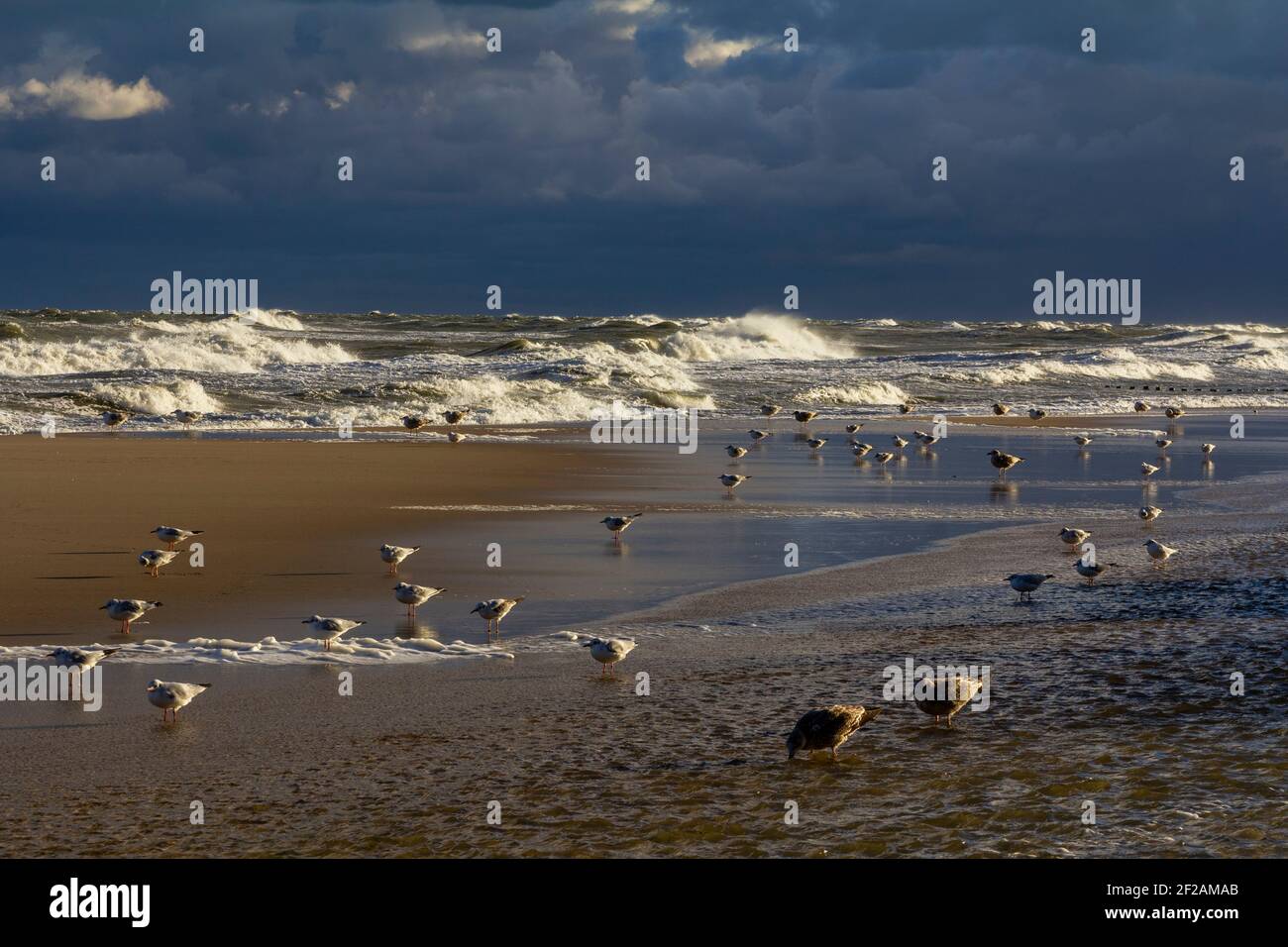 Mar Baltico, Mielno, Polonia Foto Stock