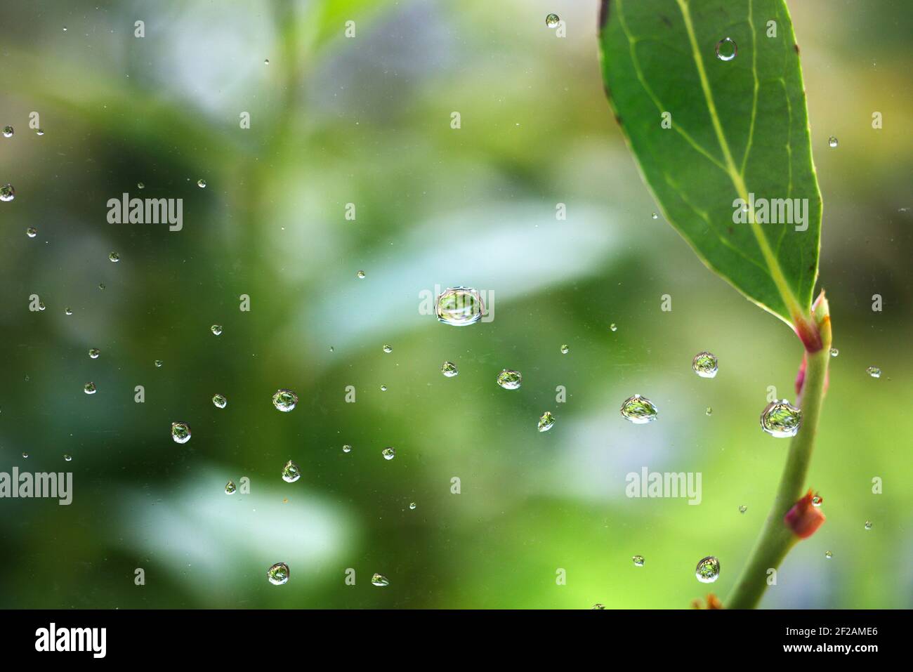 Gocce di pioggia che cadono oltre una foglia con giardino o bosco in sfondo Foto Stock