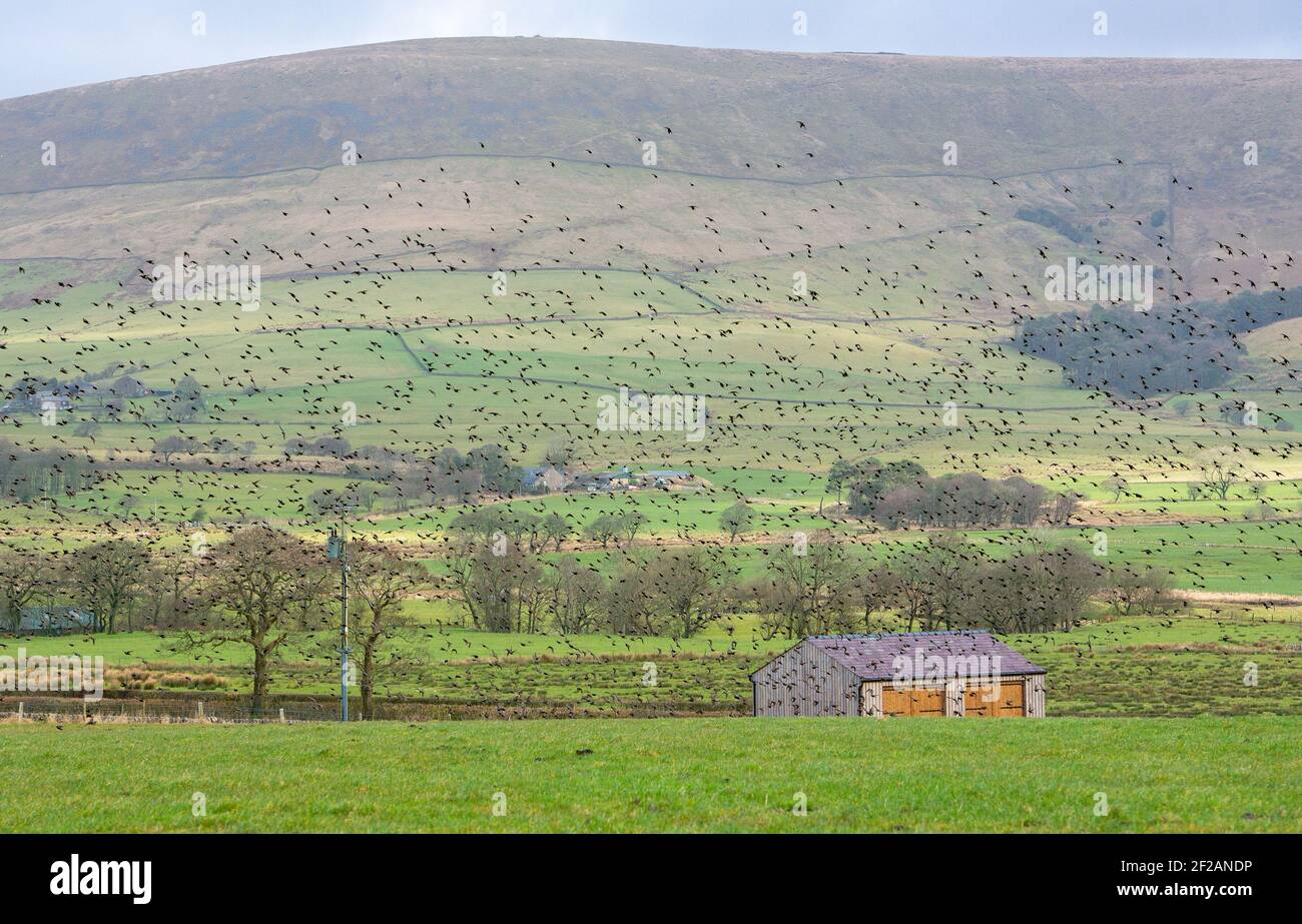 Bleasdale, Preston, Lancashire, Regno Unito. 11 Marzo 2021. Un gregge di stelle prende in aria in una giornata ventosa su terreni agricoli vicino a Preston, Lancashire. Credit: John Eveson/Alamy Live News Foto Stock