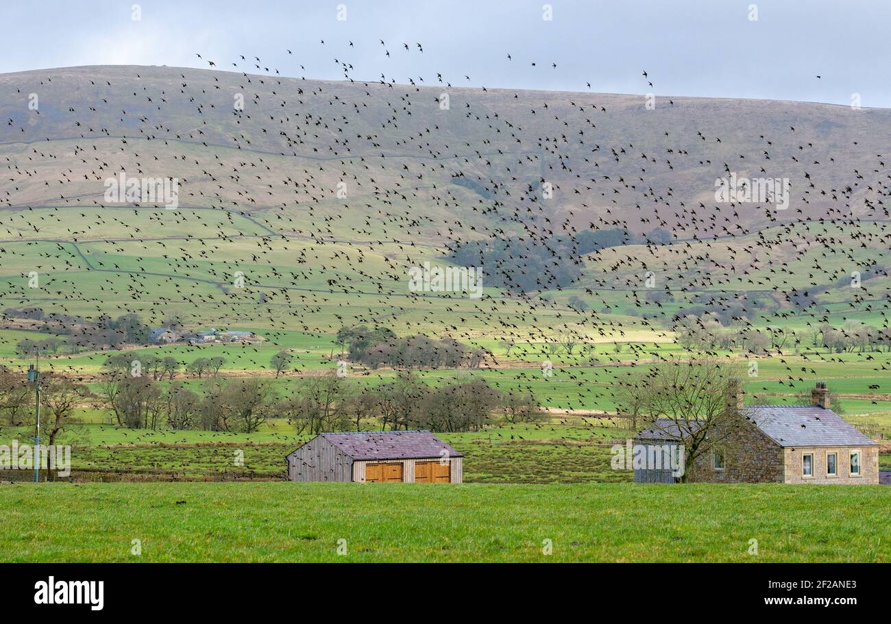 Bleasdale, Preston, Lancashire, Regno Unito. 11 Marzo 2021. Un gregge di stelle prende in aria in una giornata ventosa su terreni agricoli vicino a Preston, Lancashire. Credit: John Eveson/Alamy Live News Foto Stock