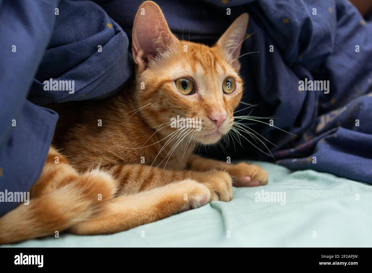 Gatto di pelliccia d'arancia, sdraiato su un letto, coperto da un piumino blu. Foto Stock