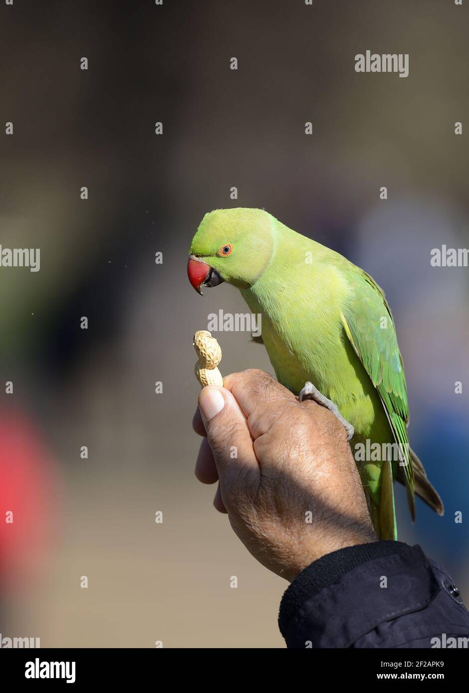 Il Parakeet a collo d'anello / il Parakeet con anello di rosa indiano (Psittacula krameri manillensis) è alimentato nel St James's Park, Londra, dicembre Foto Stock