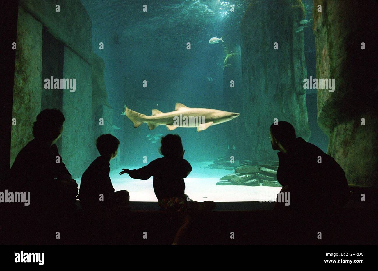 Una famiglia guarda un pass per gli squali all'acquario di Londra Foto Stock