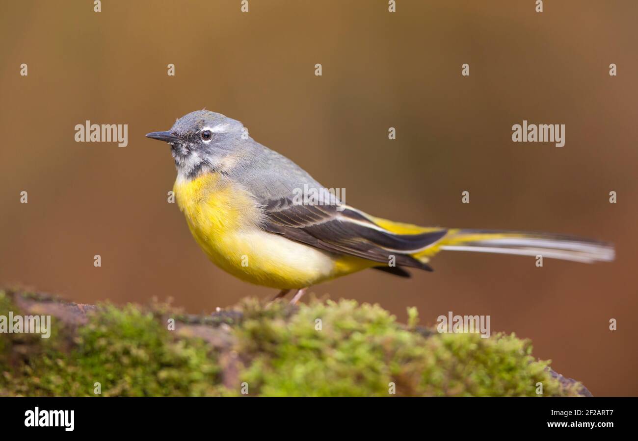 Vista laterale primo piano di un uccello wagtail grigio del Regno Unito selvaggio (Motacilla cinerea) isolato all'aperto su muschio naturale. Foto Stock