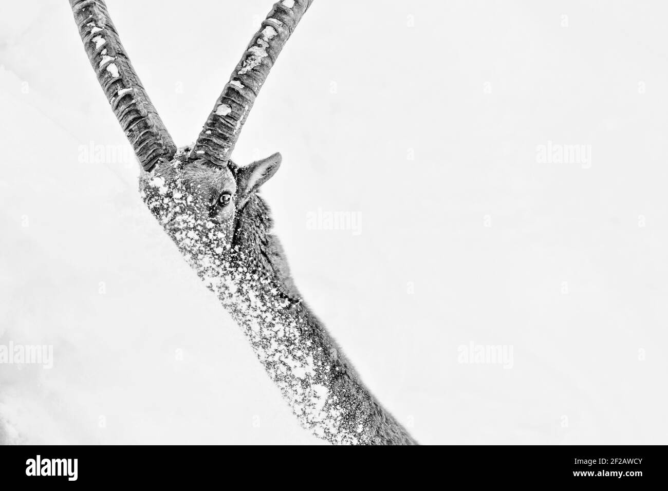 Il re delle Alpi scavare nella neve a. Cercando cibo (Capra ibex) Foto Stock