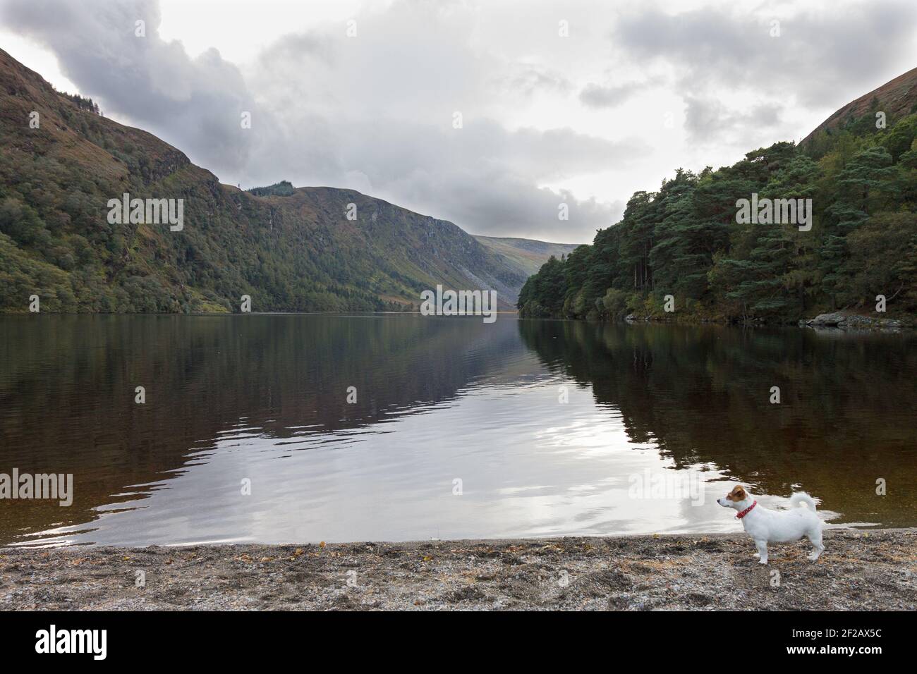 Jack Russell The Dog - Glendalough, Co. Wicklow, Irlanda Foto Stock