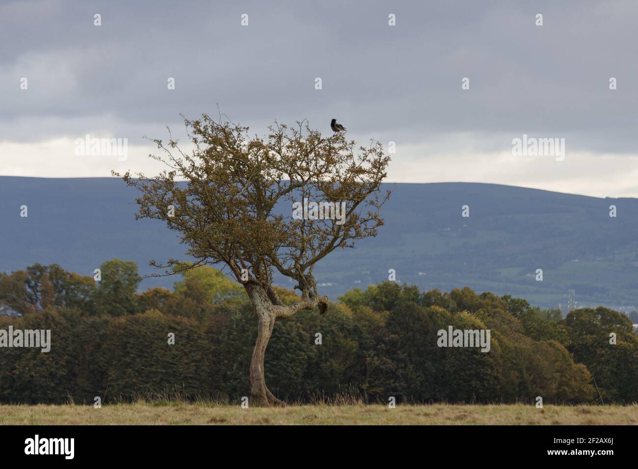 Lonely Tree & Raven - Phoenix Park, Dublino, Irlanda Foto Stock