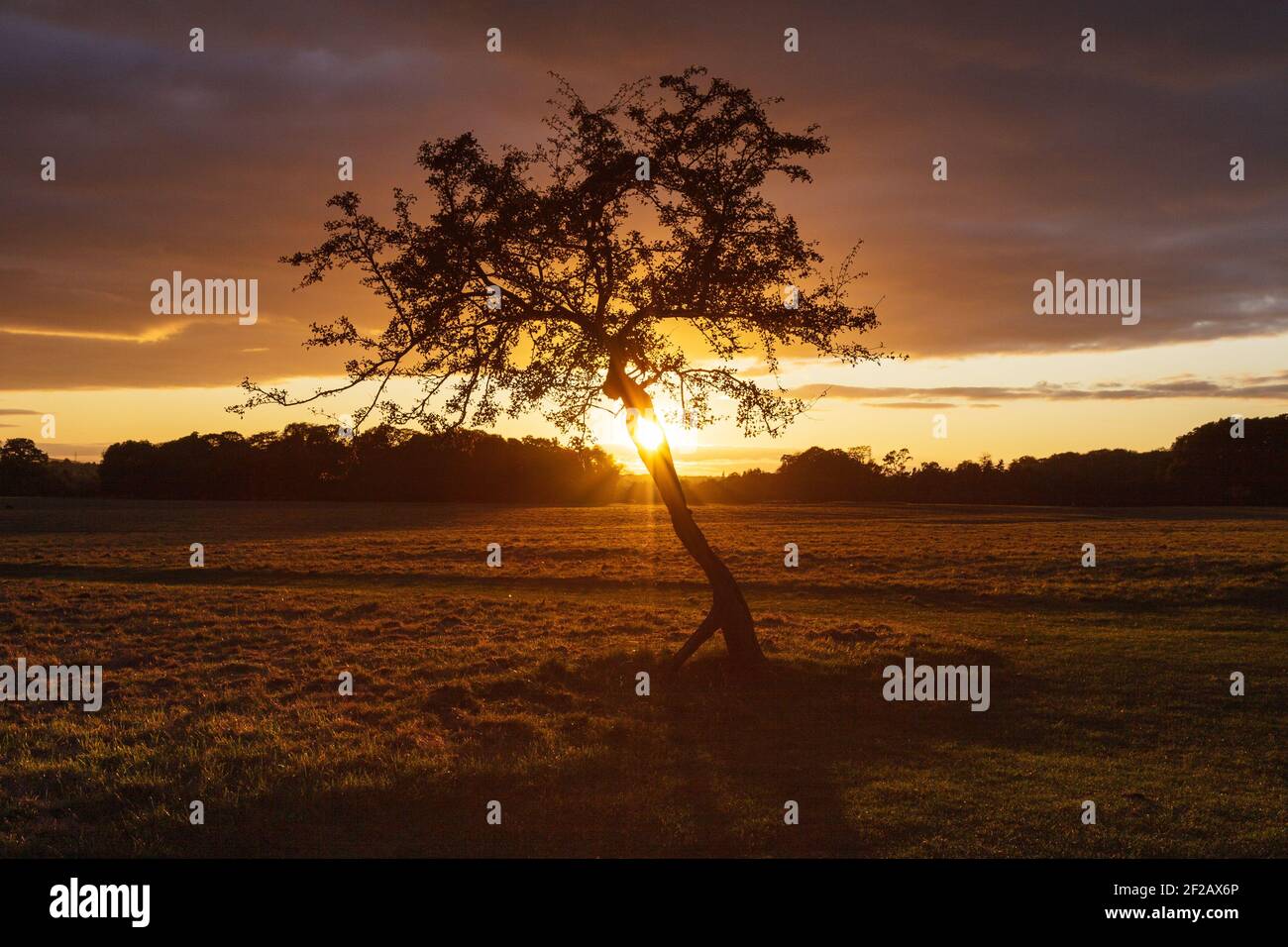 Lonely Tree at Sunset - Phoenix Park, Dublino, Irlanda Foto Stock