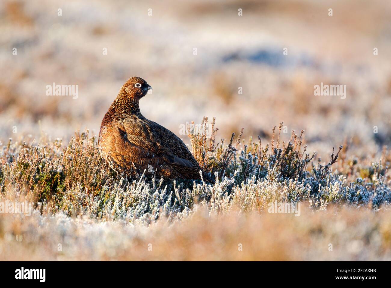 Femmina rosso Grouse (Lagopus lagopus scootica) tra erica ghiacciata in calda luce mattutina. Vista laterale con testa girata. Foto Stock