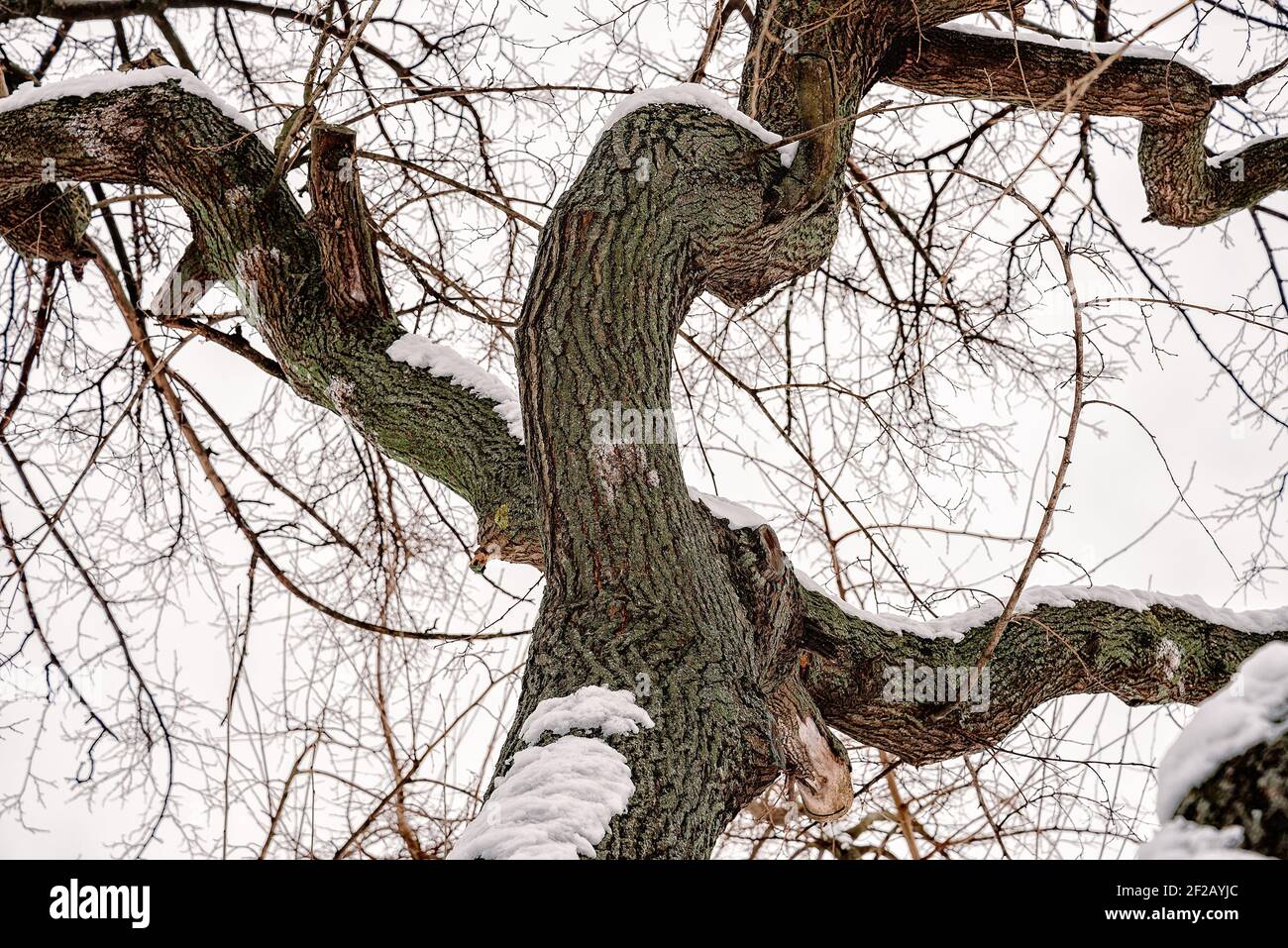Closeup di un albero mulmante coperto da neve fresca su di esso durante il freddo inverno, a Kiev, Ucraina Foto Stock