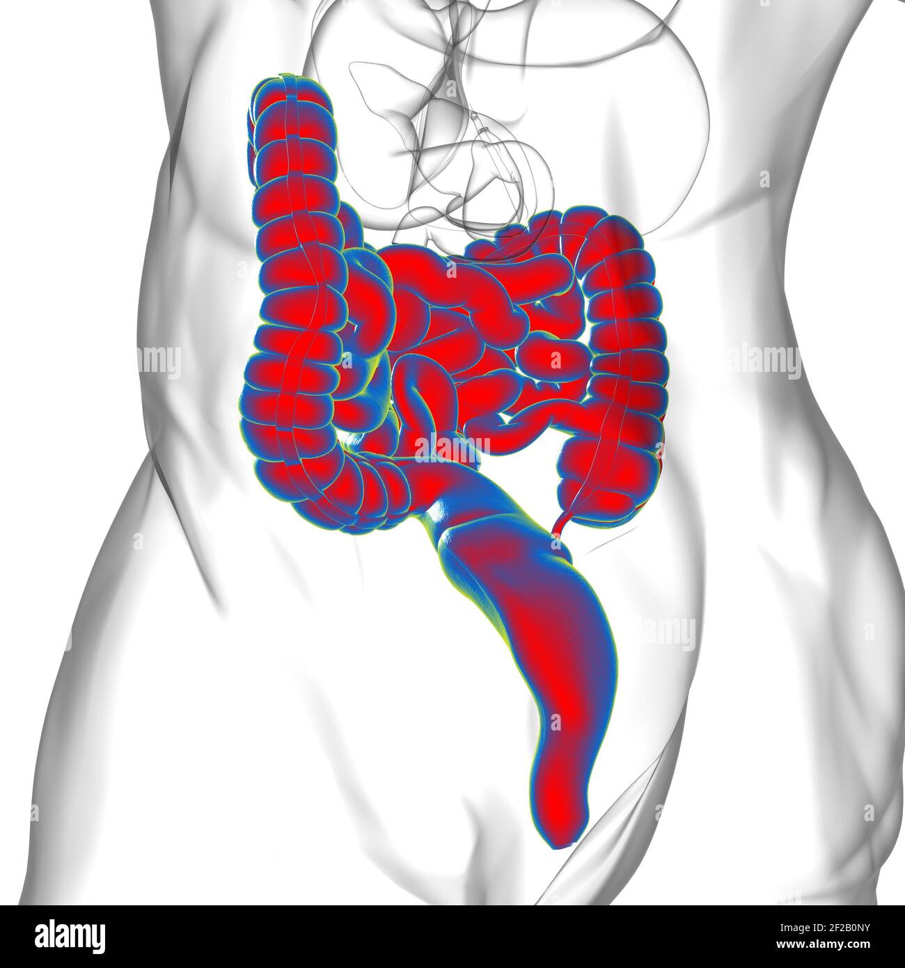 Illustrazione 3D dell'intestino tenue e dell'intestino tenue Anatomia del sistema digestivo umano per il concetto medico Foto Stock