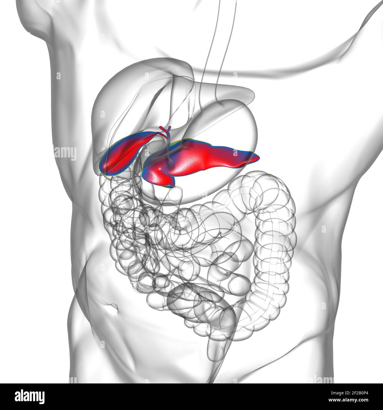 Pancreas Anatomia del sistema digestivo umano per l'illustrazione 3D del concetto medico Foto Stock