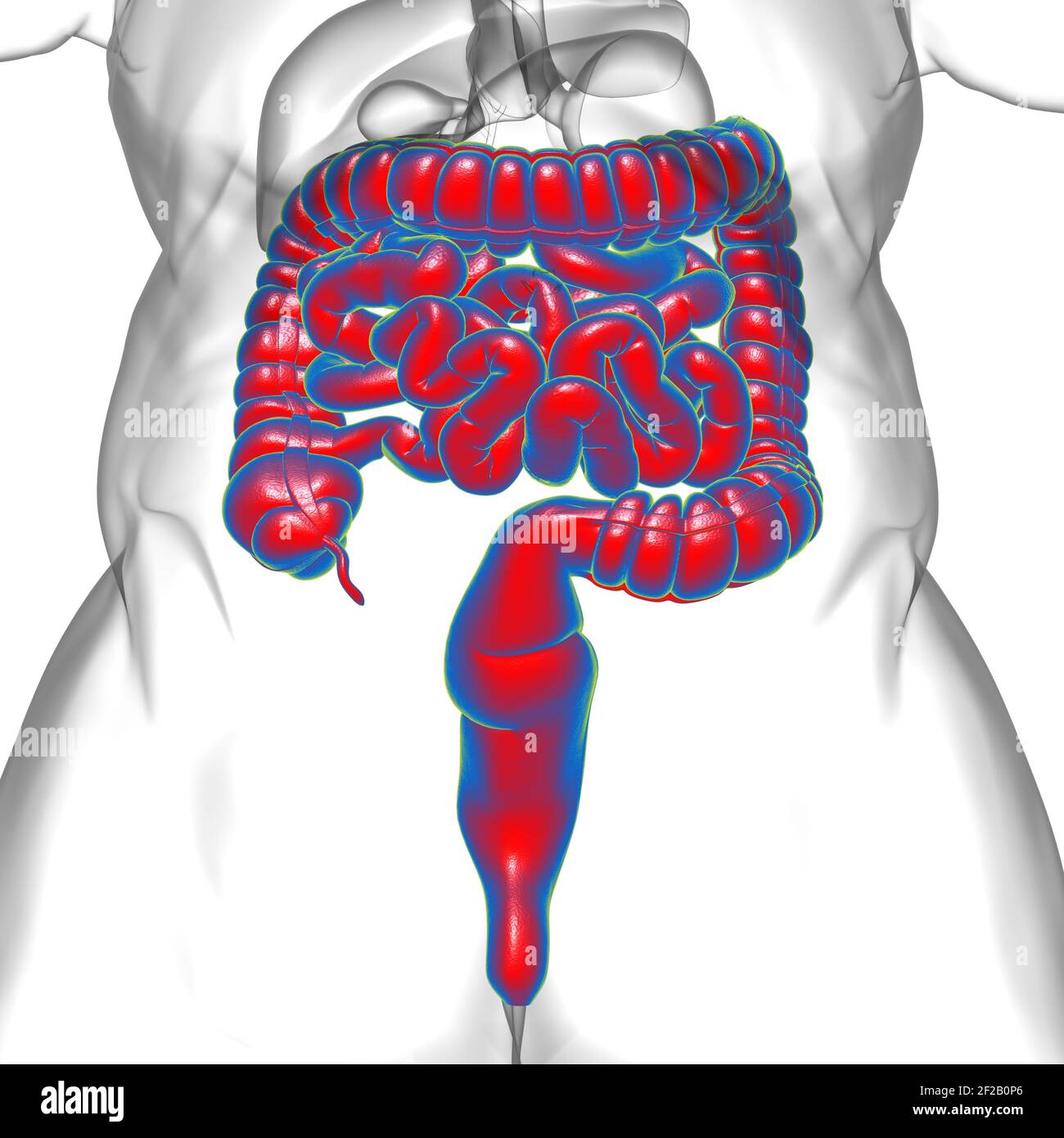 Illustrazione 3D dell'intestino tenue e dell'intestino tenue Anatomia del sistema digestivo umano per il concetto medico Foto Stock