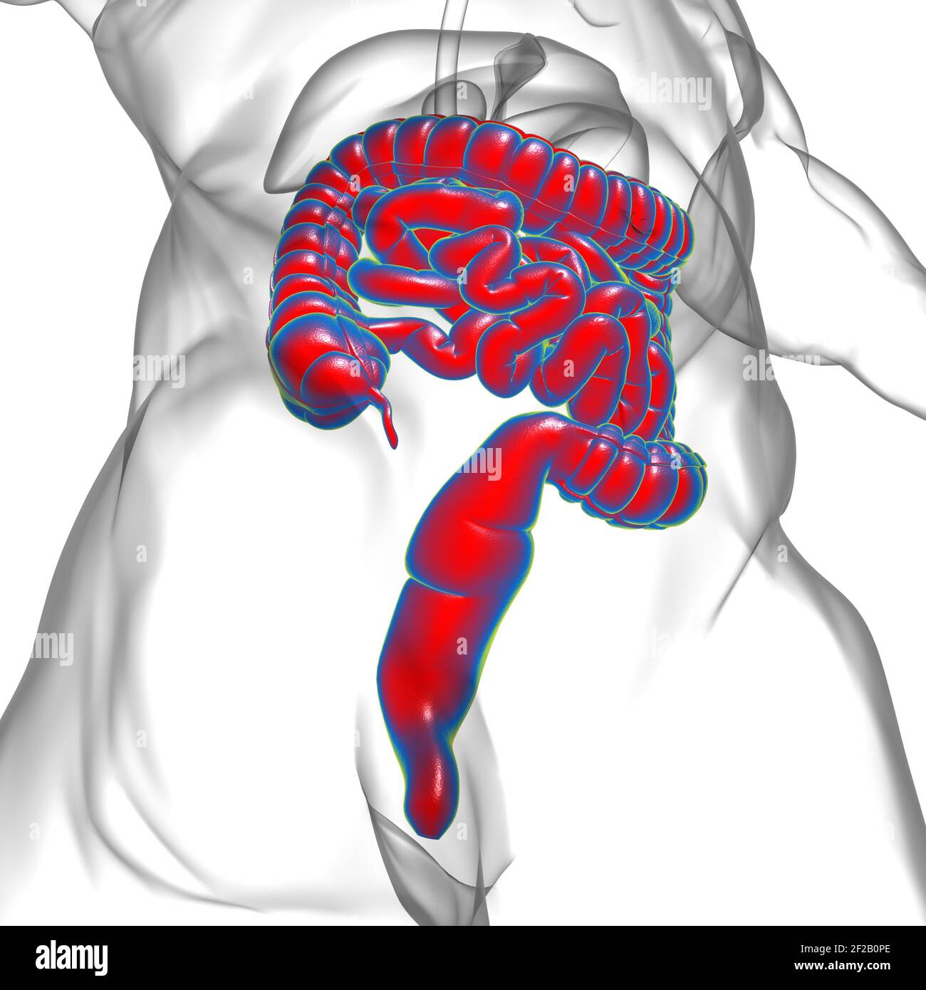 Illustrazione 3D dell'intestino tenue e dell'intestino tenue Anatomia del sistema digestivo umano per il concetto medico Foto Stock