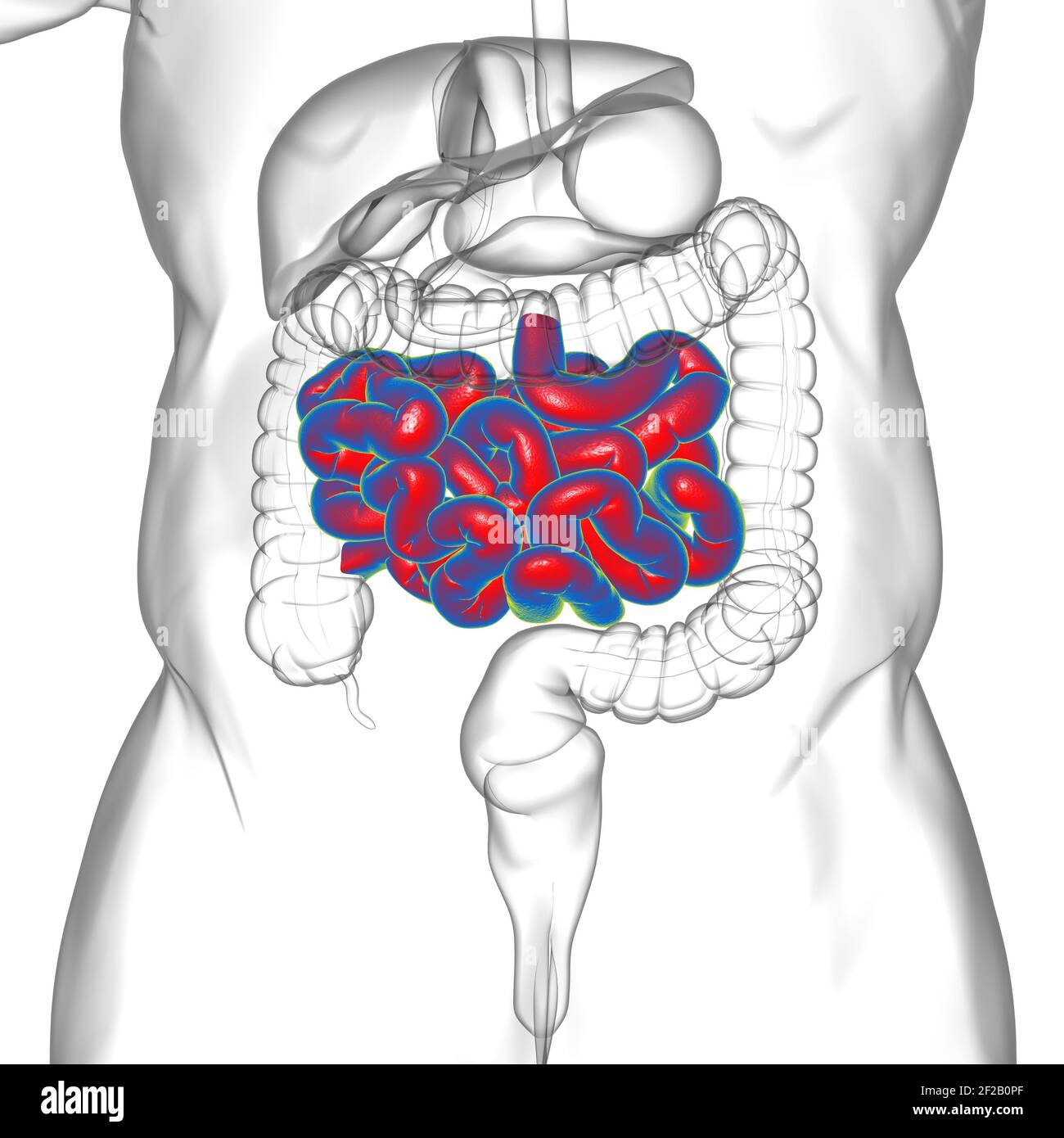 Illustrazione 3D dell'intestino tenue sistema digestivo umano Anatomia per il concetto medico Foto Stock