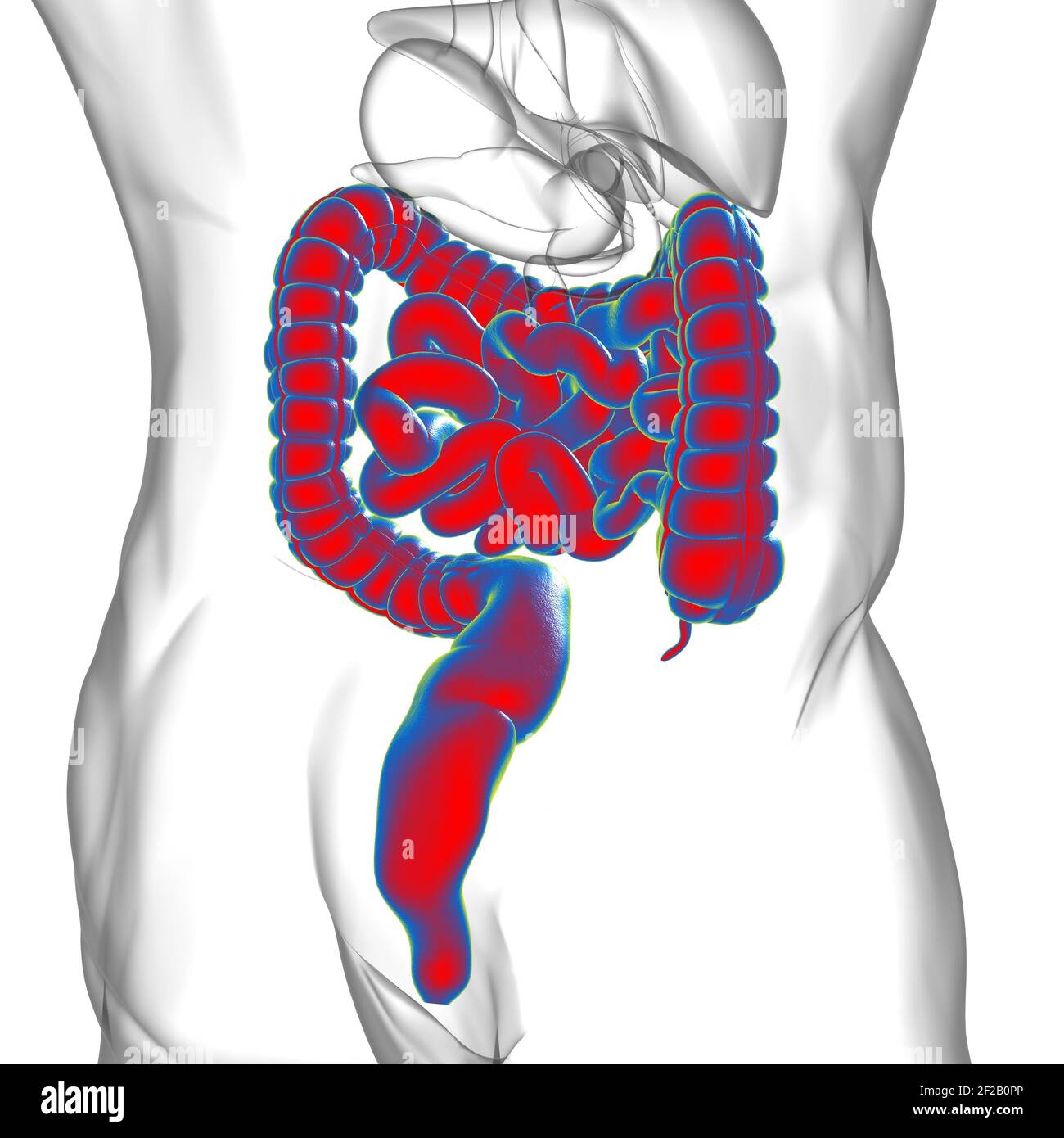 Illustrazione 3D dell'intestino tenue e dell'intestino tenue Anatomia del sistema digestivo umano per il concetto medico Foto Stock