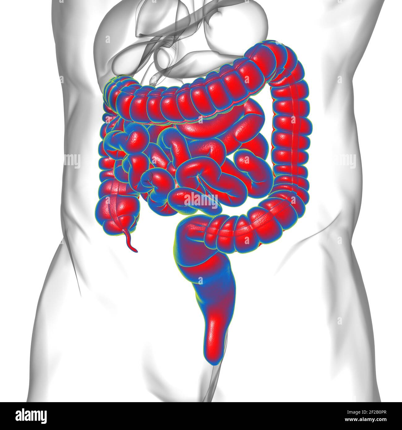 Illustrazione 3D dell'intestino tenue e dell'intestino tenue Anatomia del sistema digestivo umano per il concetto medico Foto Stock