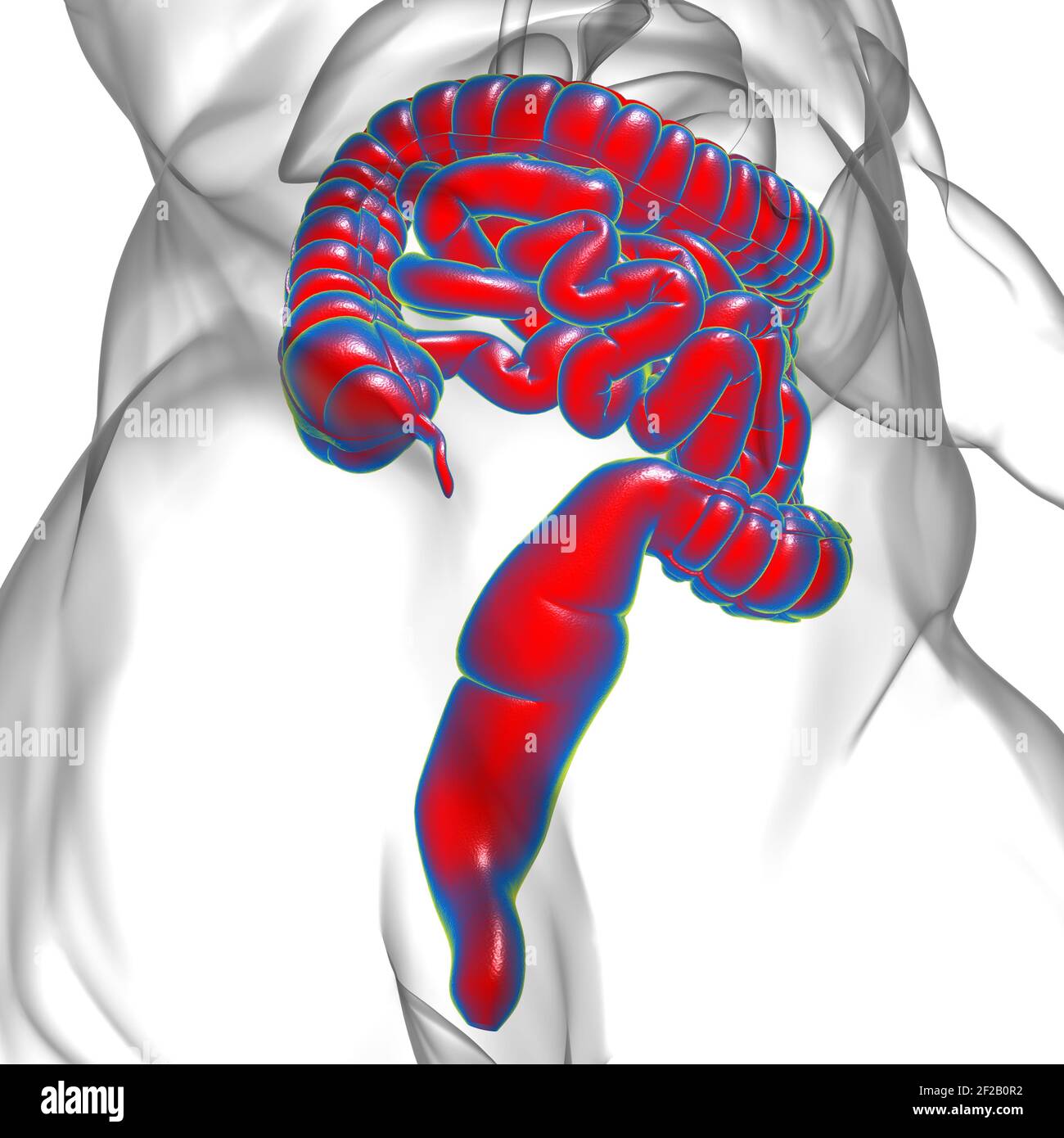 Illustrazione 3D dell'intestino tenue e dell'intestino tenue Anatomia del sistema digestivo umano per il concetto medico Foto Stock