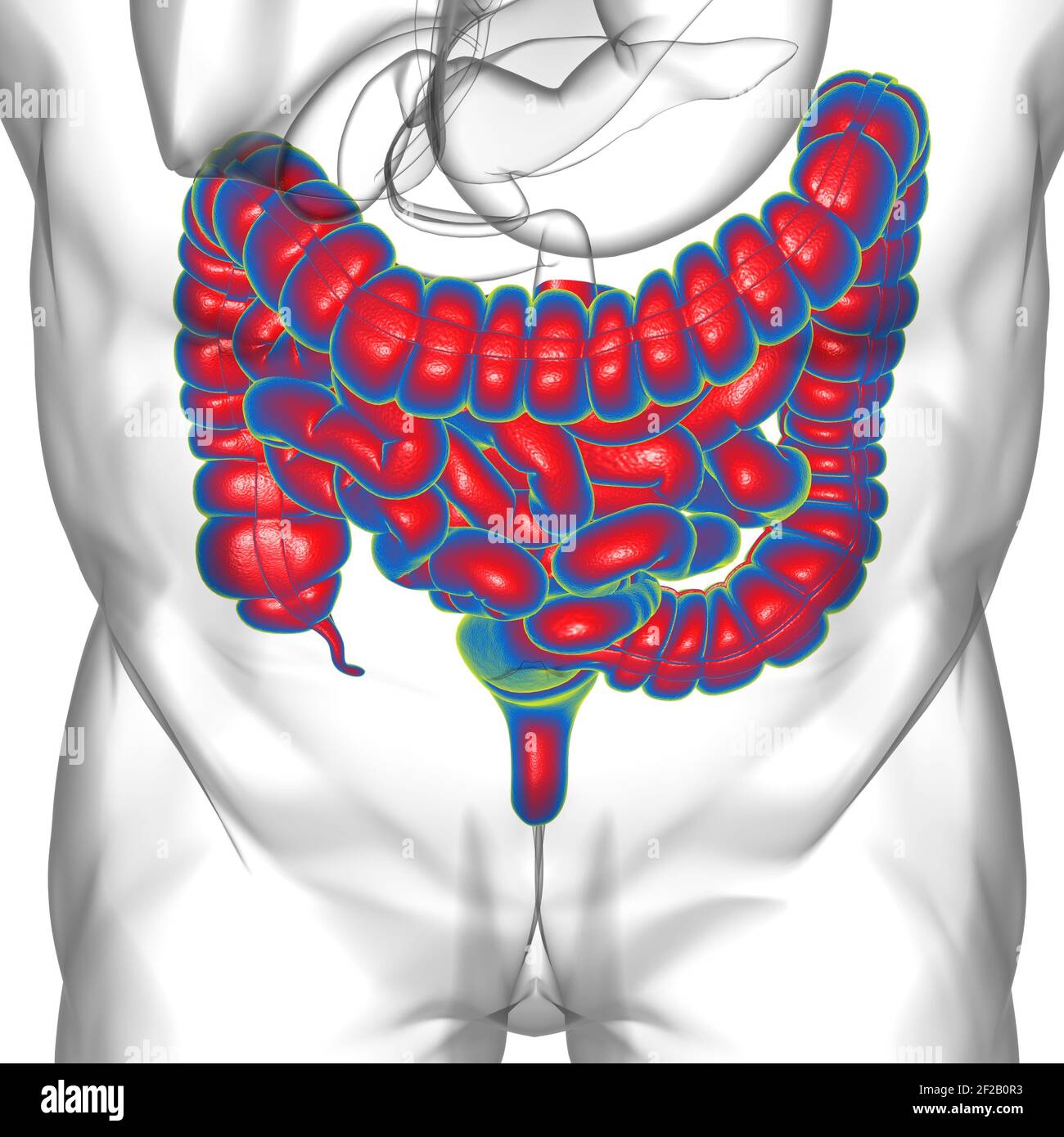 Illustrazione 3D dell'intestino tenue e dell'intestino tenue Anatomia del sistema digestivo umano per il concetto medico Foto Stock