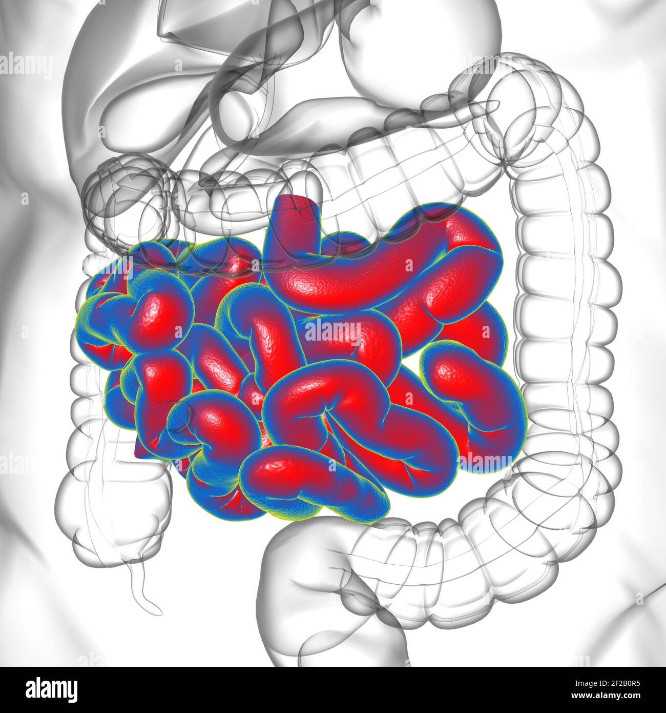 Illustrazione 3D dell'intestino tenue sistema digestivo umano Anatomia per il concetto medico Foto Stock