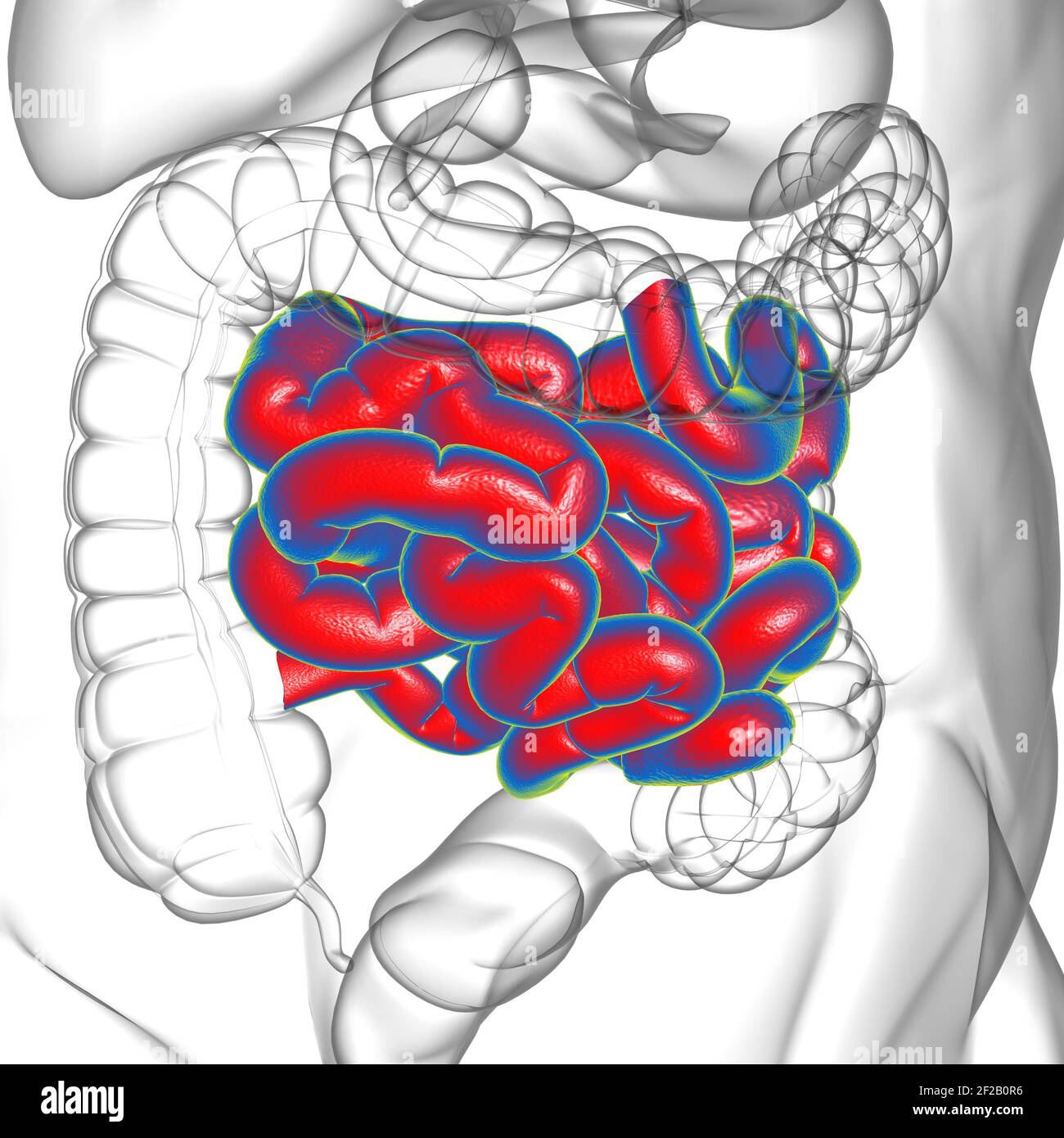 Illustrazione 3D dell'intestino tenue sistema digestivo umano Anatomia per il concetto medico Foto Stock