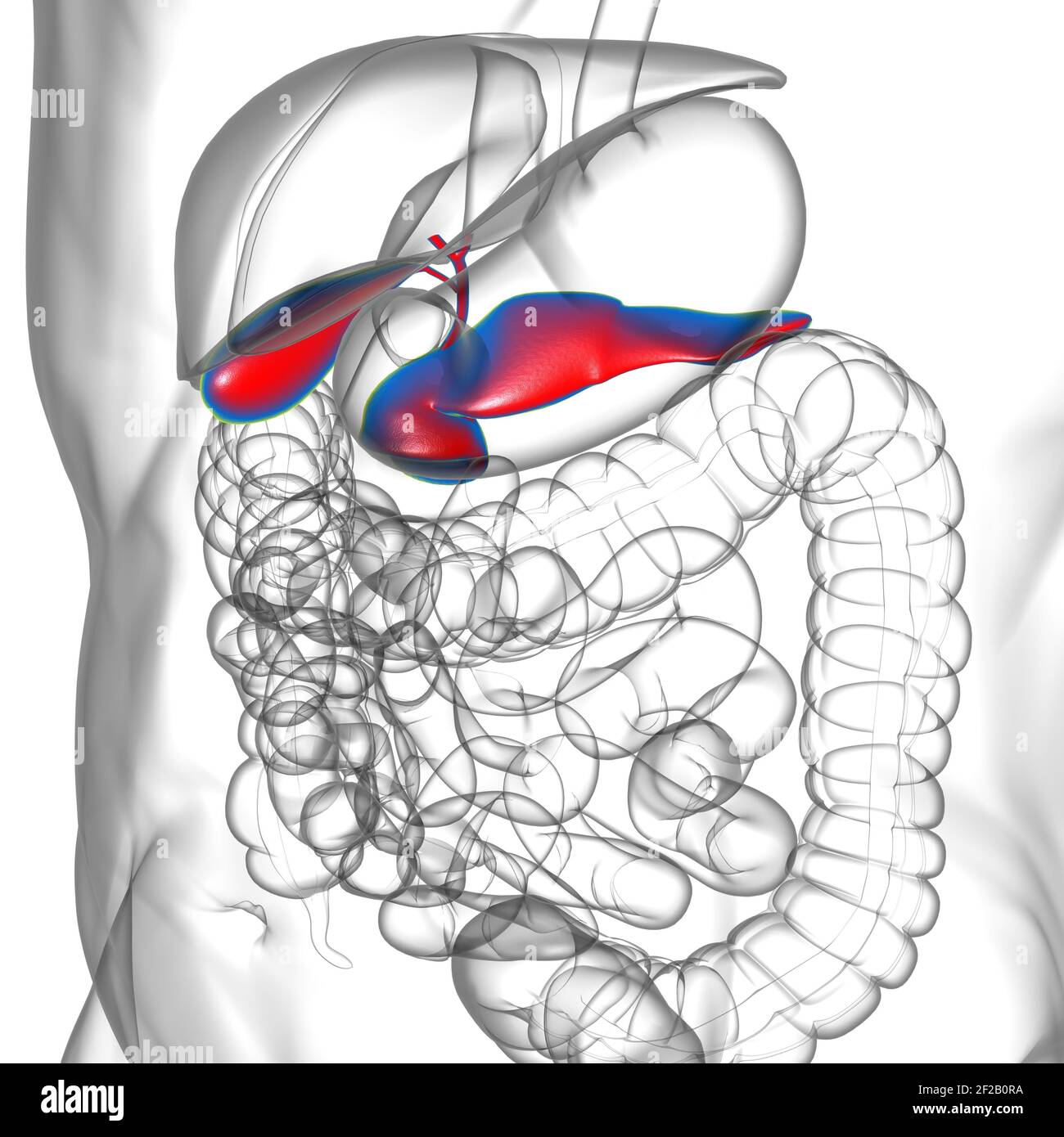 Pancreas Anatomia del sistema digestivo umano per l'illustrazione 3D del concetto medico Foto Stock