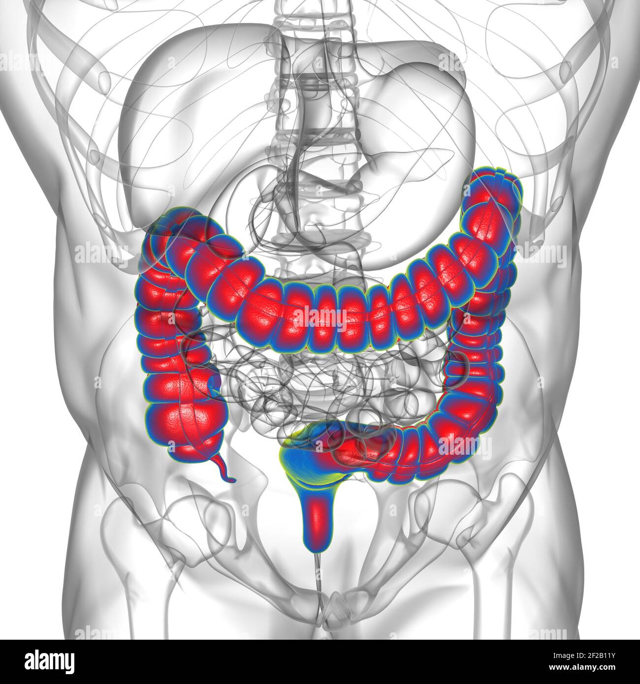 Illustrazione 3D dell'intestino crasso sistema digestivo umano Anatomia per concetto medico Foto Stock