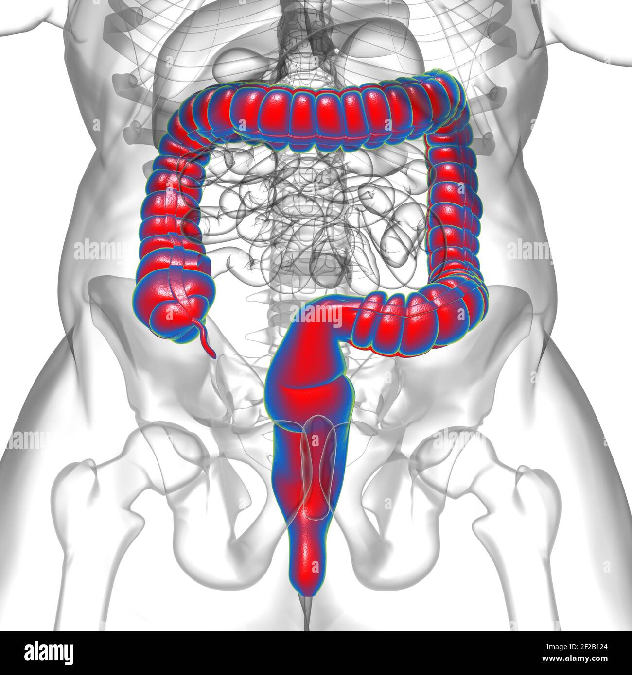 Illustrazione 3D dell'intestino crasso sistema digestivo umano Anatomia per concetto medico Foto Stock